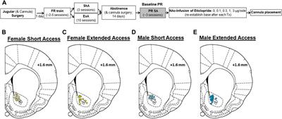 Role of nucleus accumbens dopamine 2 receptors in motivating cocaine use in male and female rats prior to and following the development of an addiction-like phenotype